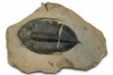 Fascinating Zlichovaspis Trilobite - Orange Eye Facets #351301-4